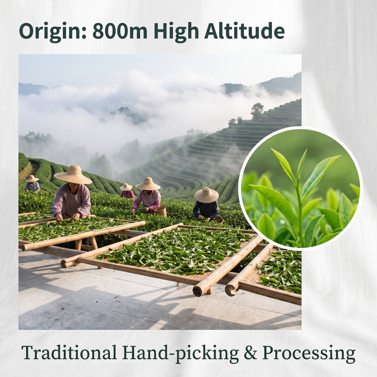 High-Mountain Cloud Mist Green Tea, Loose Leaf